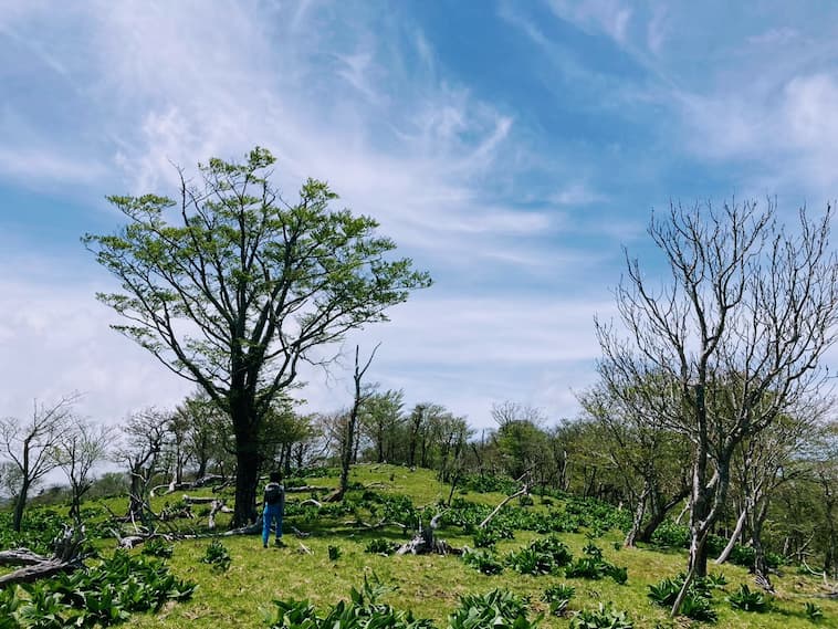 白鳥山