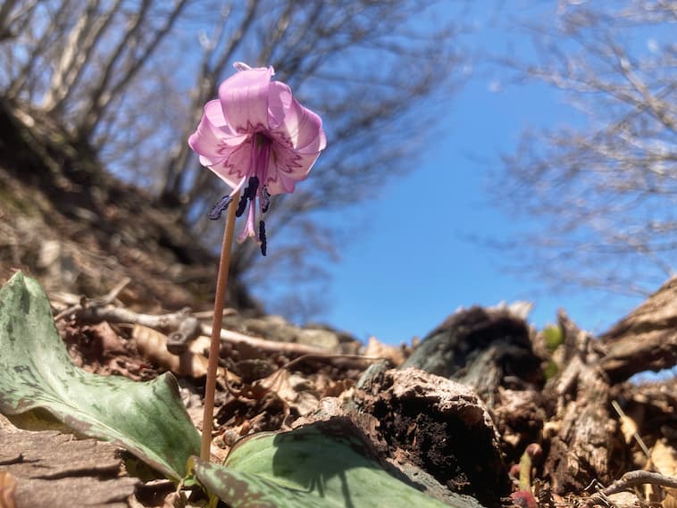 カタクリの花