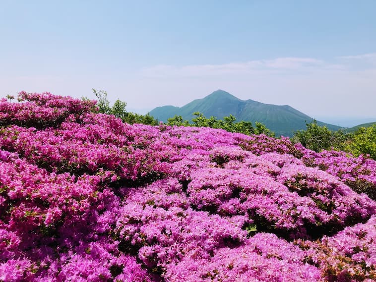 大幡山の花
