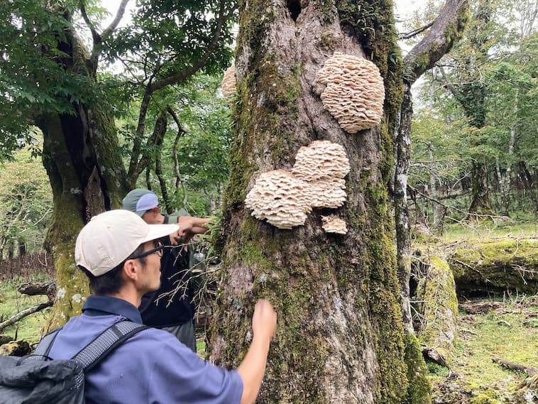 大きいキノコを何個か見かけた。食べられるのかなぁ。気になる。