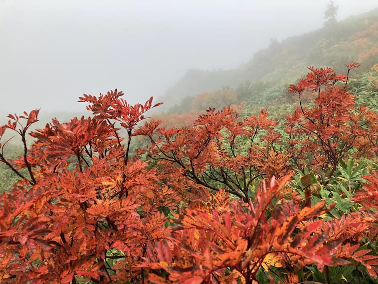 名残惜しい紅葉を愛でつつびっくりする程の速さで下山